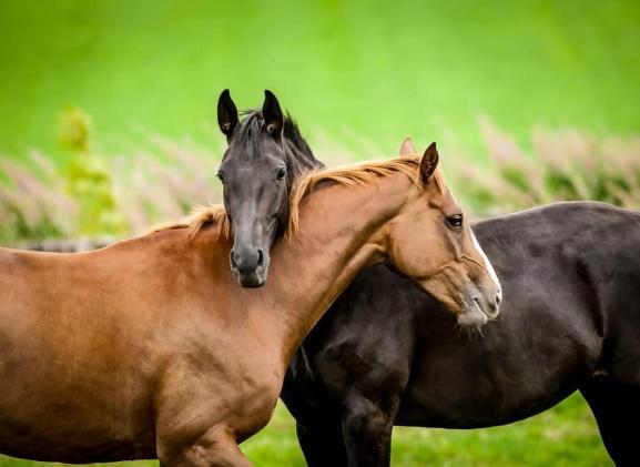 Paarden
